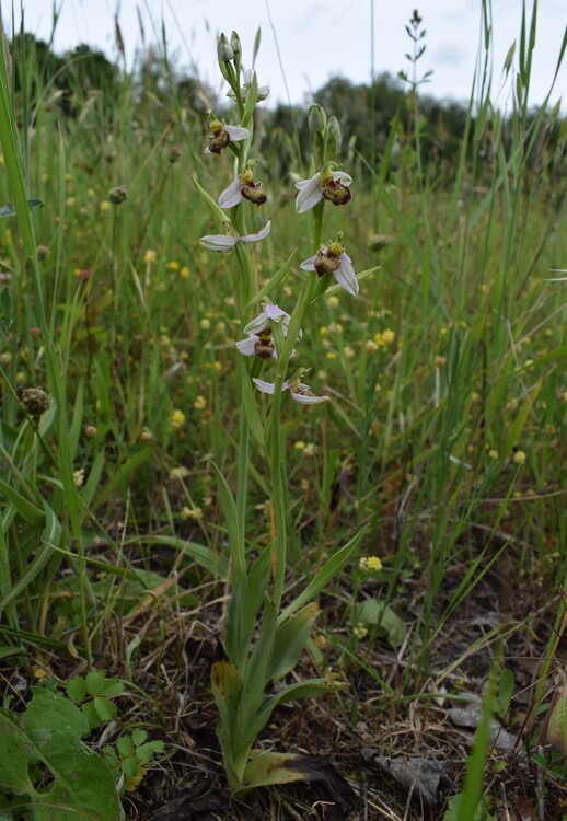 Ophrys apifera var. urbinensis