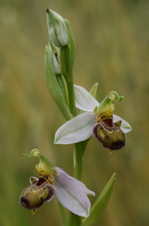 Ophrys apifera var. urbinensis