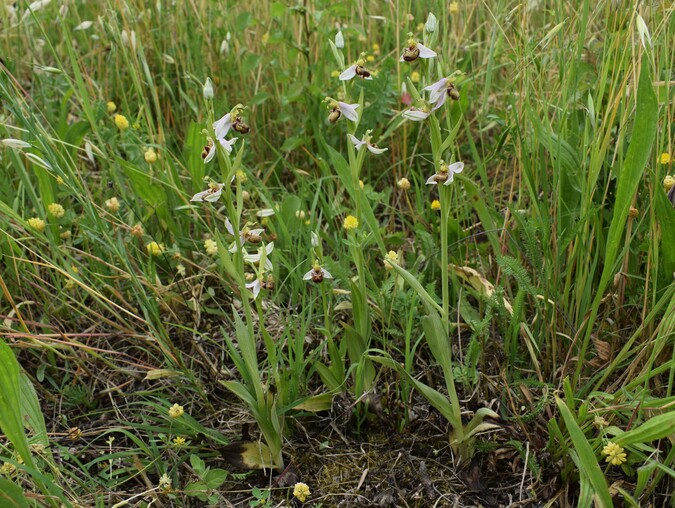 Ophrys apifera var. urbinensis