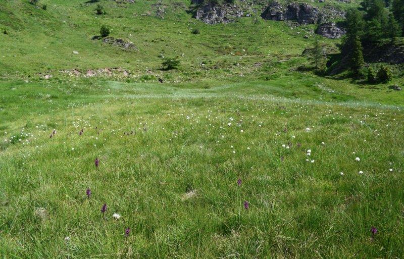 Le aree umide di Malga Cornelle