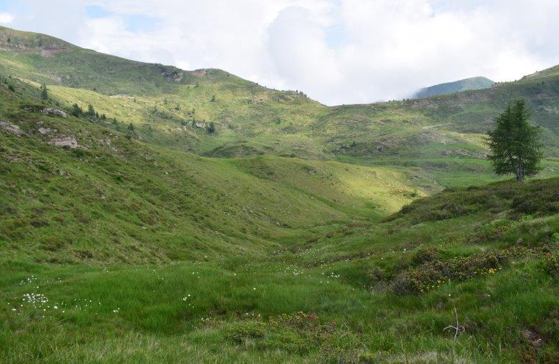 Le aree umide di Malga Cornelle