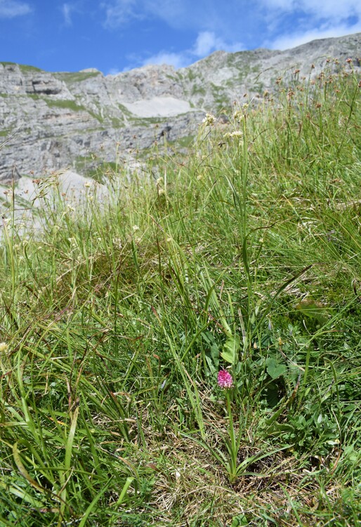 Nigritelle e loro ibridi in Brenta