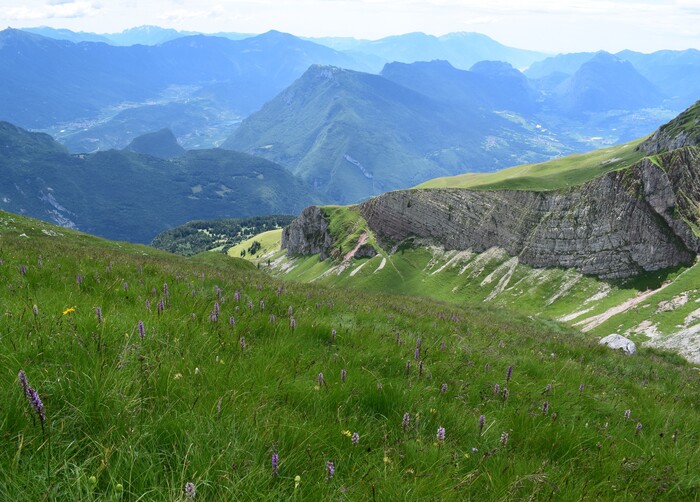 Nigritelle e loro ibridi in Brenta