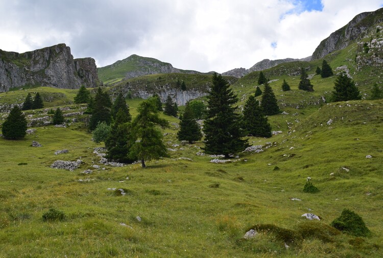 Nigritelle e loro ibridi in Brenta