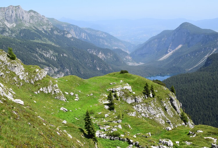 Nigritelle e loro ibridi in Brenta