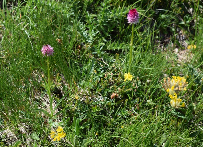 Nigritelle e loro ibridi in Brenta