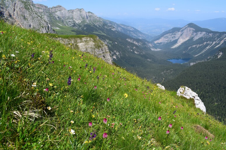 Nigritelle e loro ibridi in Brenta