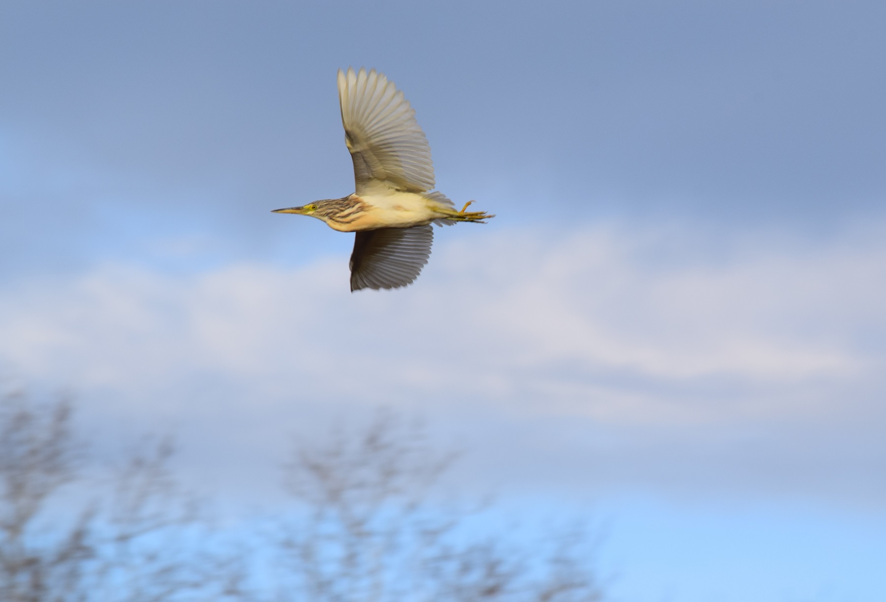 Che uccello ? Sgarza ciuffetto (Ardeola ralloides)