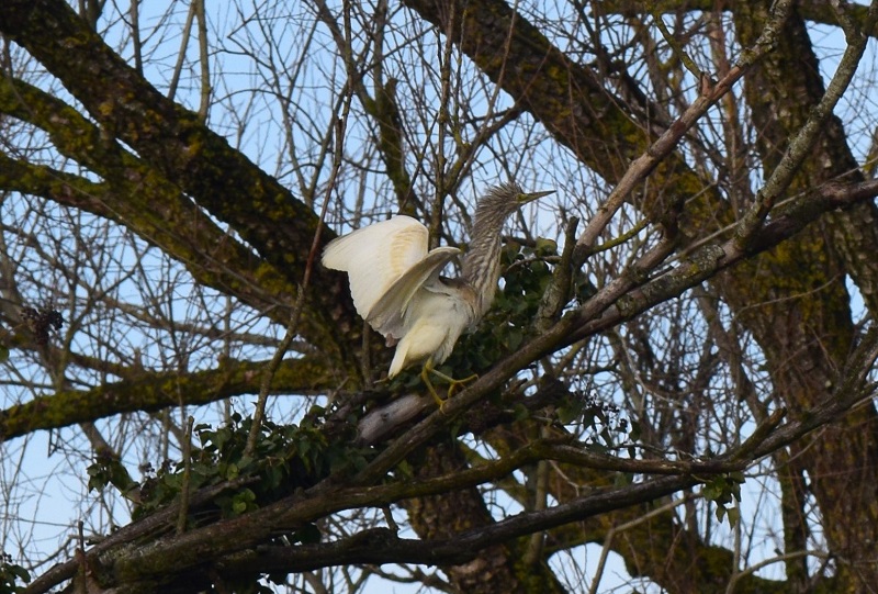 Che uccello ? Sgarza ciuffetto (Ardeola ralloides)