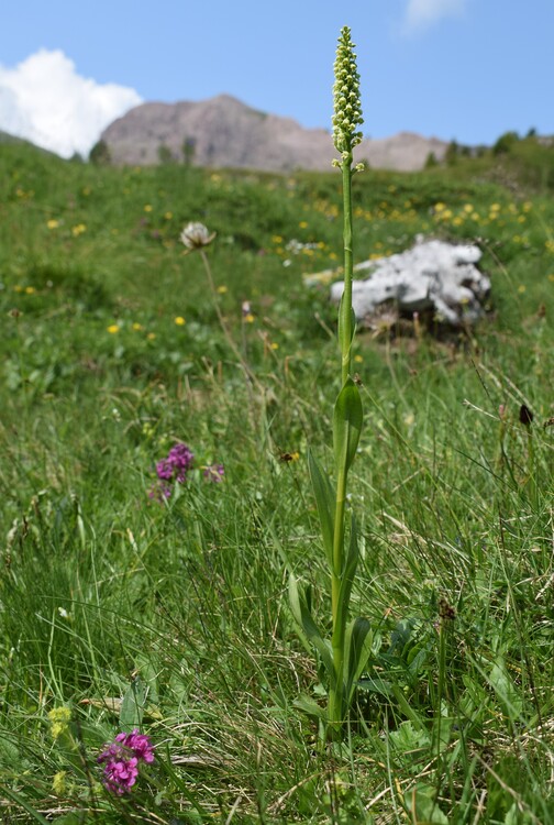 Pian della Nana e le sue fioriture (Dolomiti di Brenta)