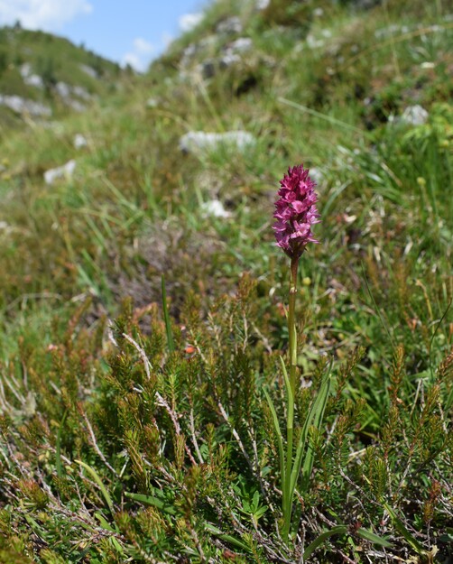 Pian della Nana e le sue fioriture (Dolomiti di Brenta)