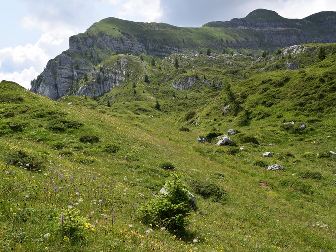 Pian della Nana e le sue fioriture (Dolomiti di Brenta)