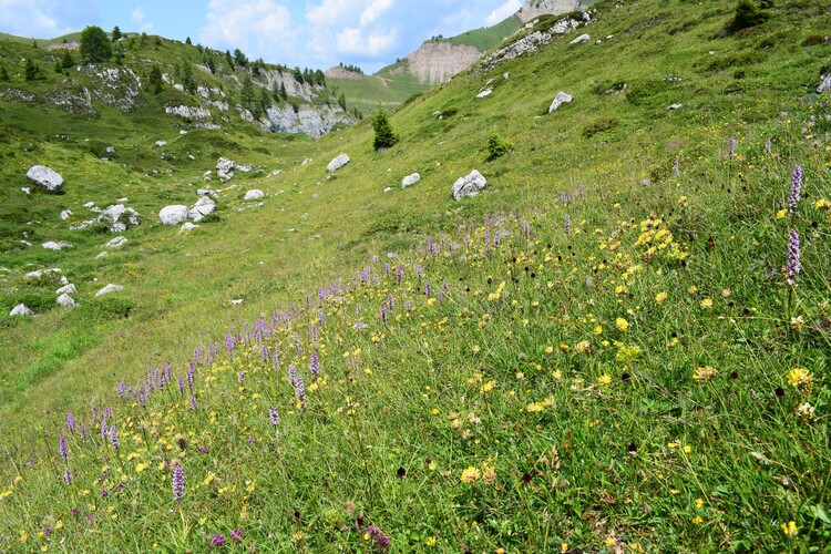 Pian della Nana e le sue fioriture (Dolomiti di Brenta)