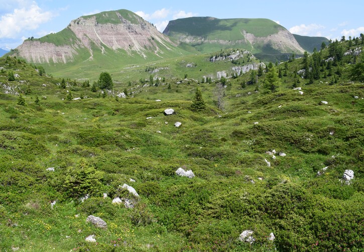 Pian della Nana e le sue fioriture (Dolomiti di Brenta)