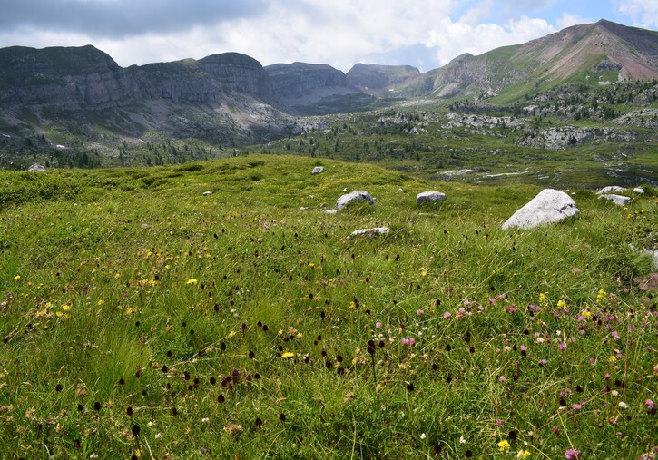 Pian della Nana e le sue fioriture (Dolomiti di Brenta)