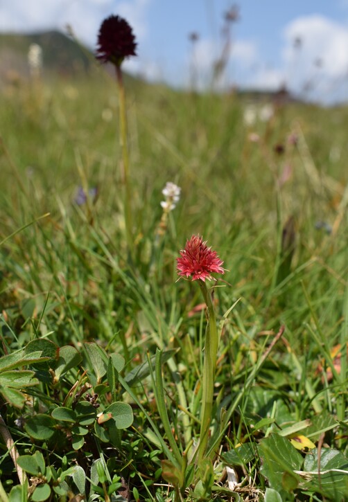 Pian della Nana e le sue fioriture (Dolomiti di Brenta)