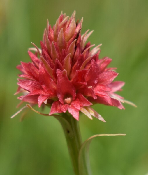 Pian della Nana e le sue fioriture (Dolomiti di Brenta)