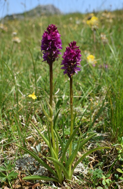 Pian della Nana e le sue fioriture (Dolomiti di Brenta)