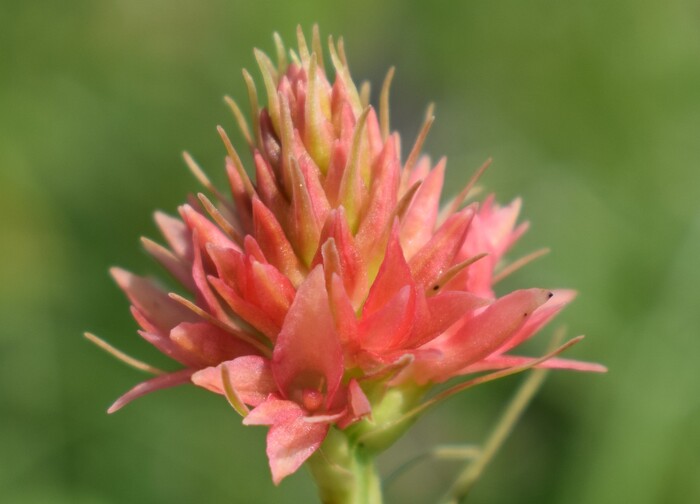 Pian della Nana e le sue fioriture (Dolomiti di Brenta)