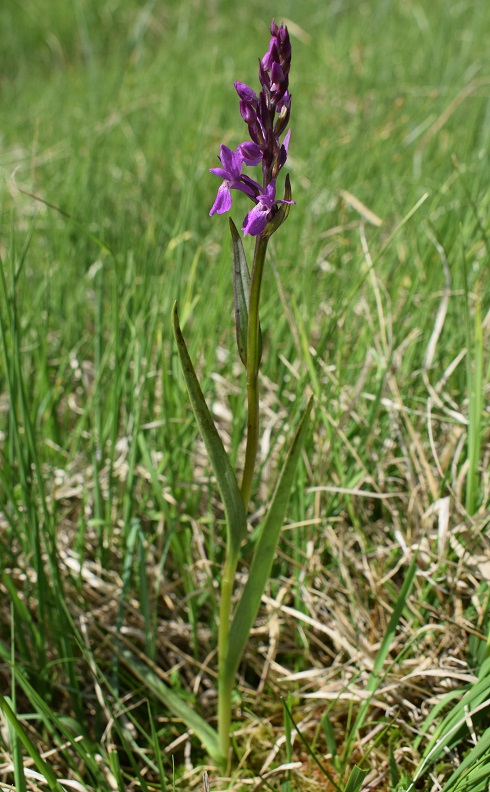 Mi presento: Dactylorhiza traunsteineri