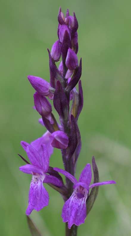 Mi presento: Dactylorhiza traunsteineri