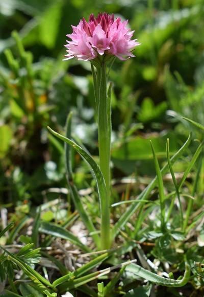 Due piccole Nigritelle rosa