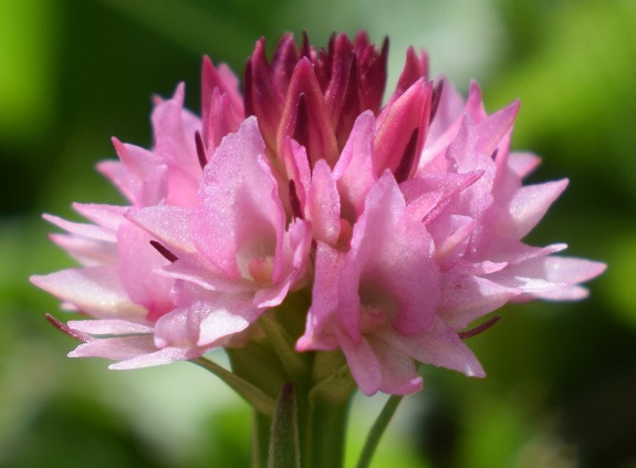 Due piccole Nigritelle rosa