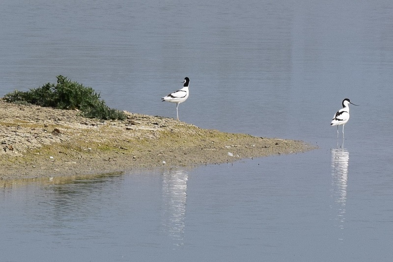 Avocetta (Recurvirostra avosetta)