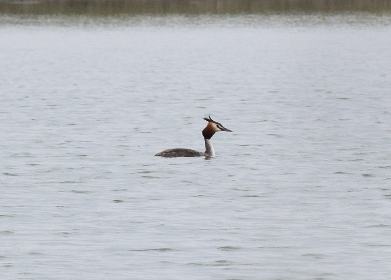 Svasso maggiore (Podiceps cristatus)