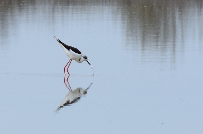 Cavaliere d''Italia (Himantopus himantopus)