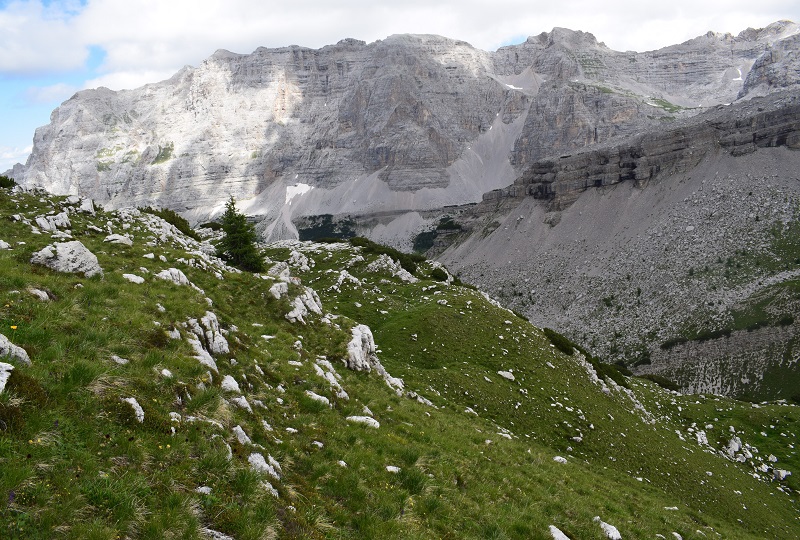 Nigritelle e loro ibridi in Brenta