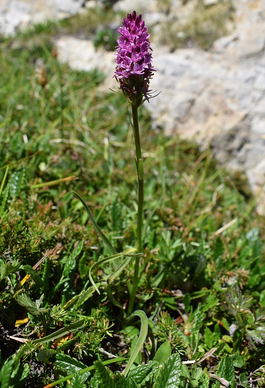 Nigritelle e loro ibridi in Brenta