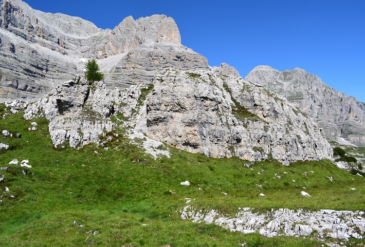 Nigritelle e loro ibridi in Brenta