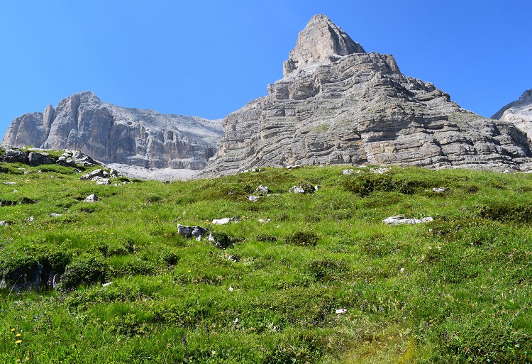 Nigritelle e loro ibridi in Brenta