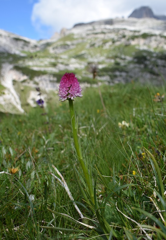 Nigritelle e loro ibridi in Brenta