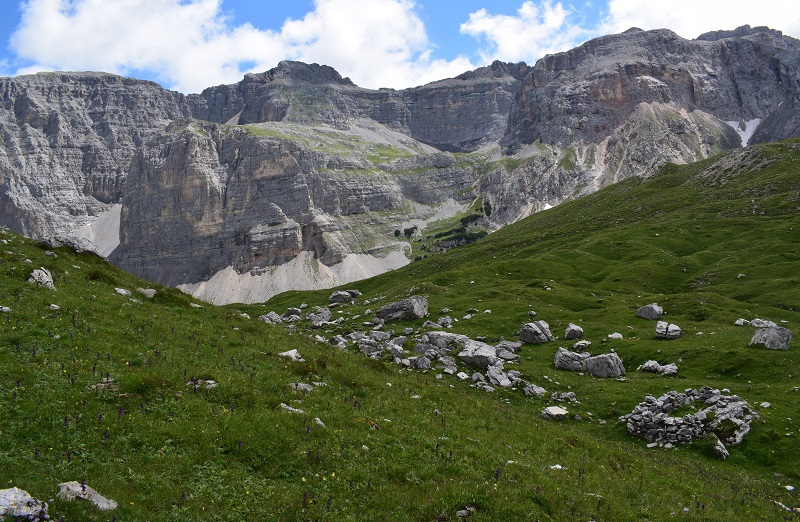 Nigritelle e loro ibridi in Brenta