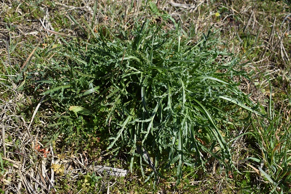 Reseda lutea