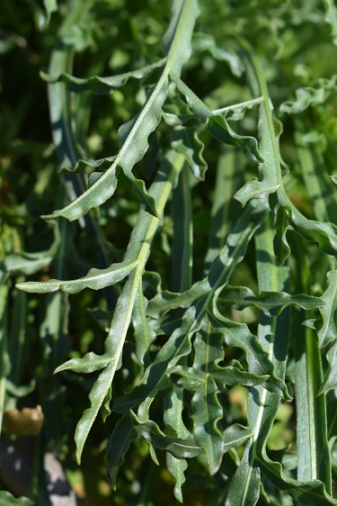 Reseda lutea