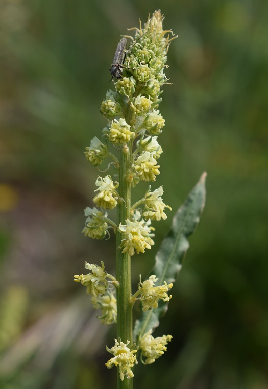 Reseda lutea