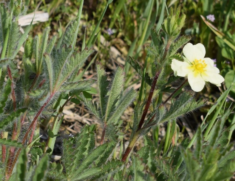 Che pianta ?  Potentilla recta