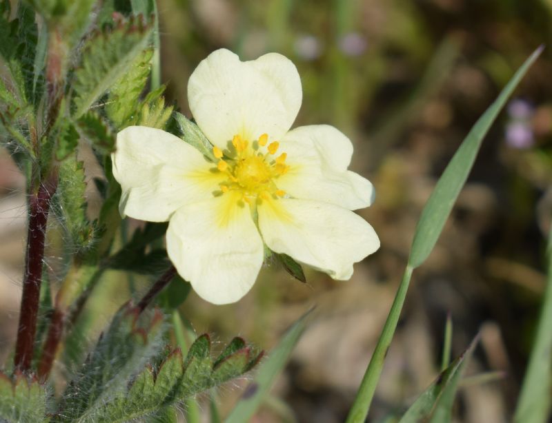 Che pianta ?  Potentilla recta