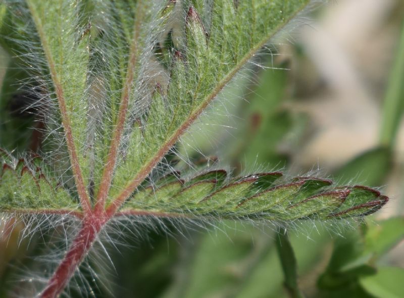 Che pianta ?  Potentilla recta