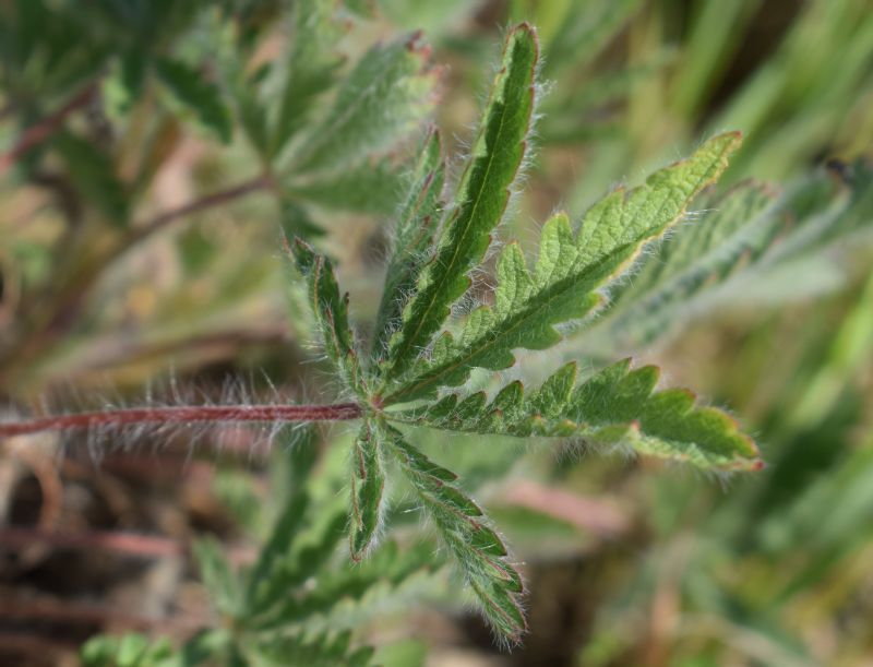 Che pianta ?  Potentilla recta