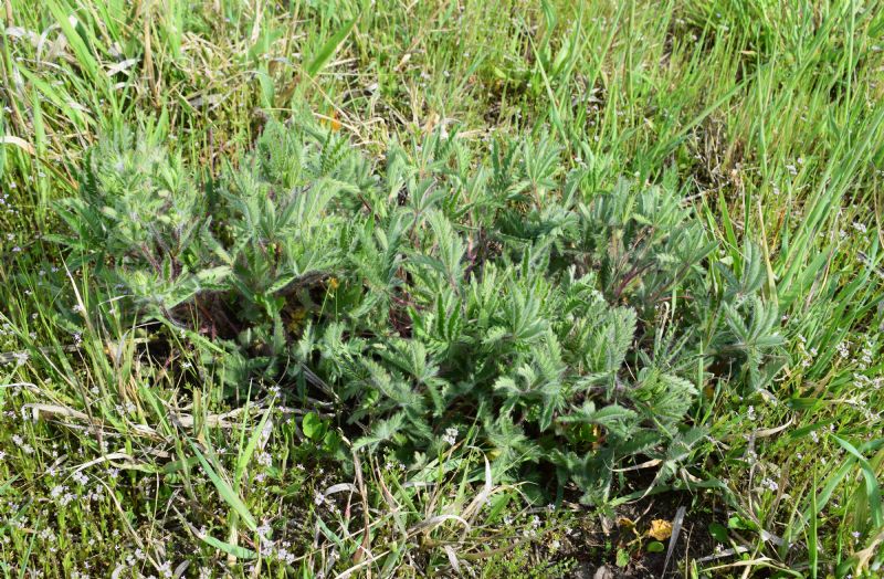 Che pianta ?  Potentilla recta