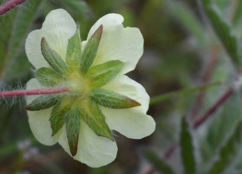 Che pianta ?  Potentilla recta