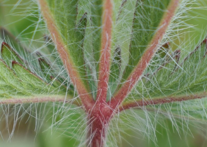 Che pianta ?  Potentilla recta