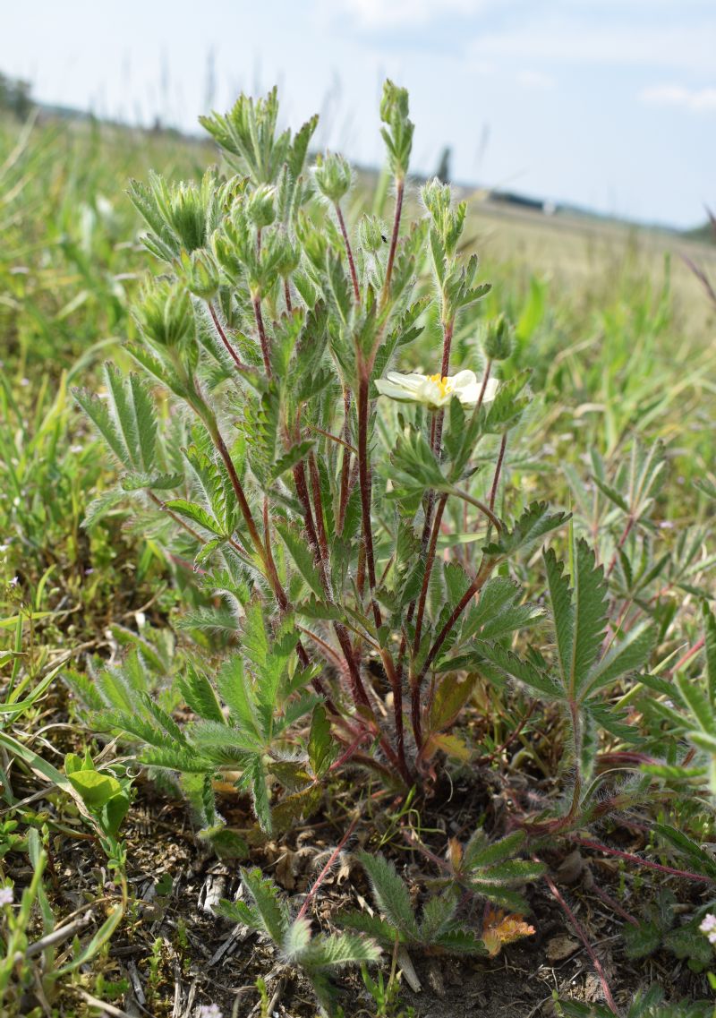 Che pianta ?  Potentilla recta