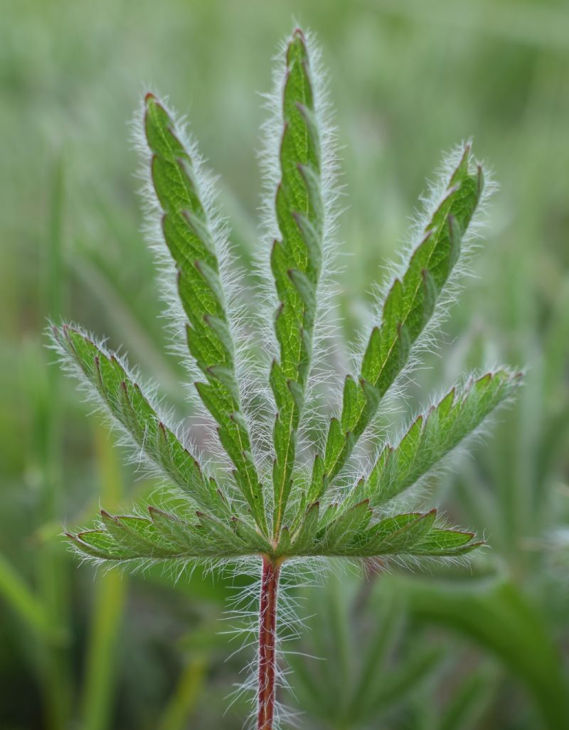 Che pianta ?  Potentilla recta