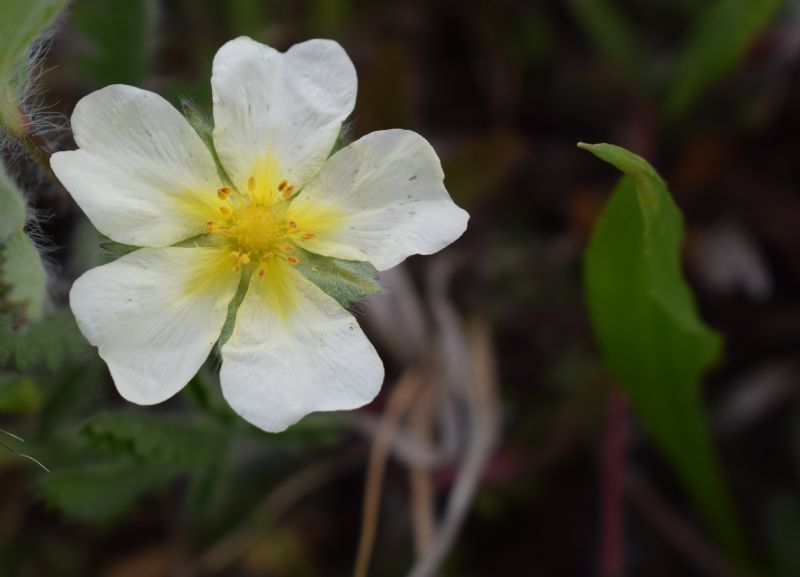 Che pianta ?  Potentilla recta