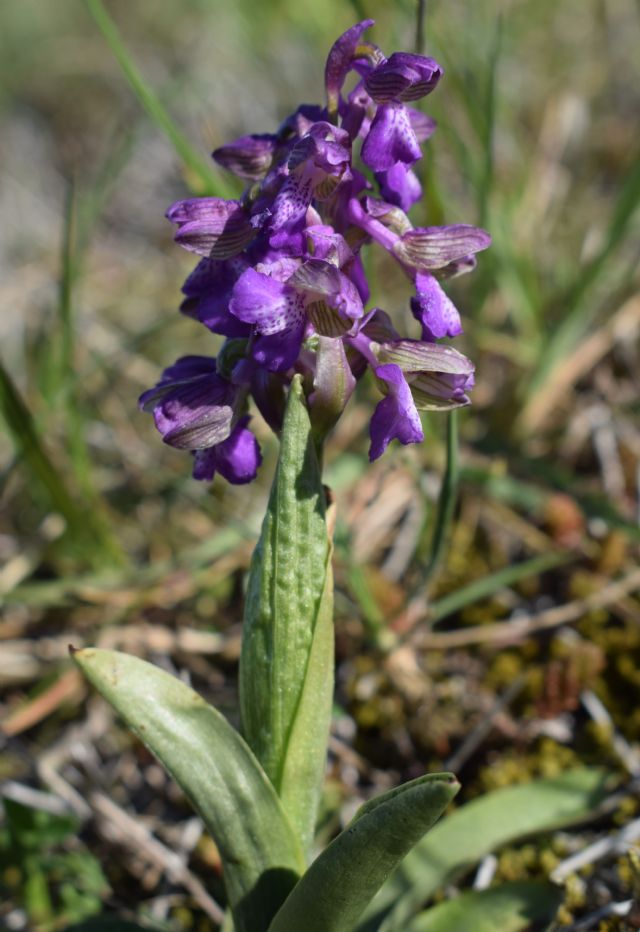 Orchidee di casa mia (Pianura Padana)